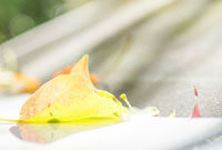 在怀孕后被 在怀孕后被